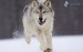 [obrazky.4ever.sk] vlk, beh, sneh 167436