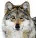 ernesta_mexican-gray-wolf-jim-schulz_chicago-zoological-soc-jan-21_20121
